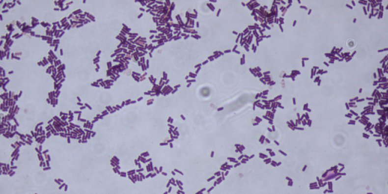 Bacillus subtilis