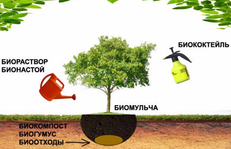 Подкормка растений