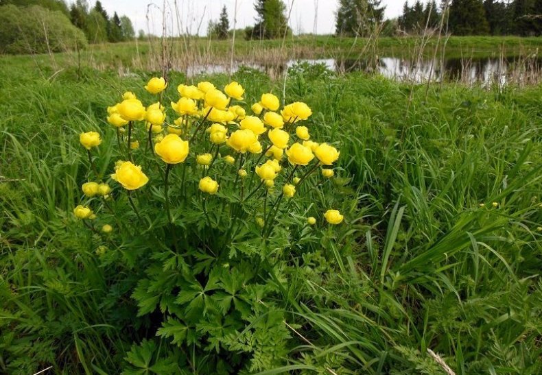 Купальница европейская