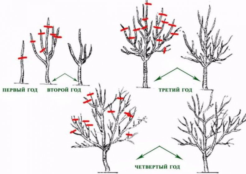 Схема обрезки яблони