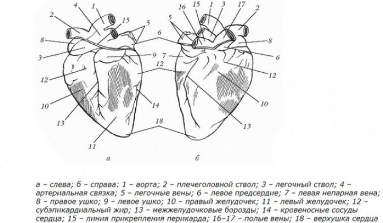 Строение сердца