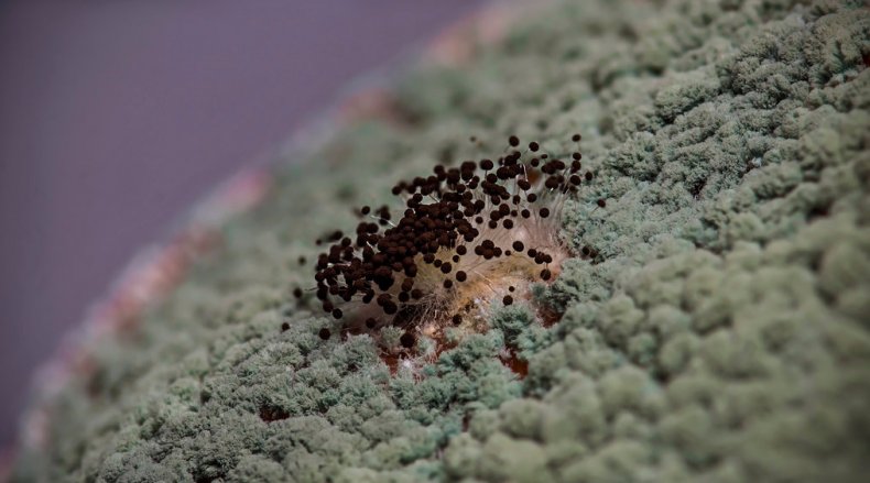 Trichoderma viride