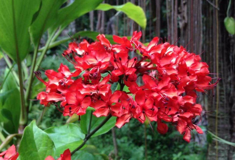 Clerodendrum splendens