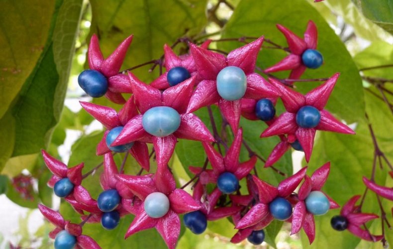 Clerodendrum trichotomum