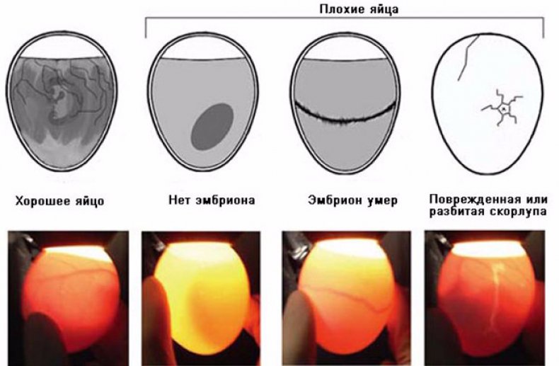Состояния яйца при овоскопировании