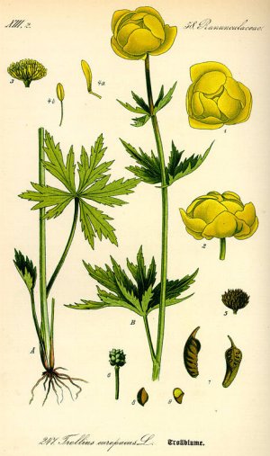 Купальница европейская (Trollius europaeus)