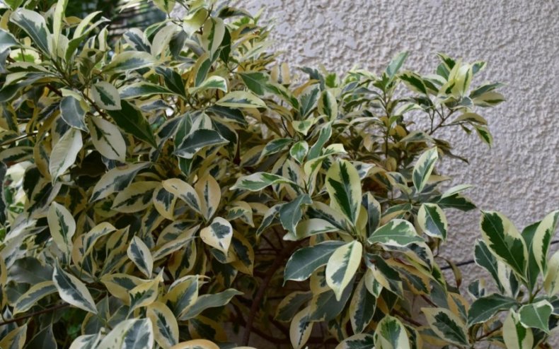 Фикус микрокарпа Variegata