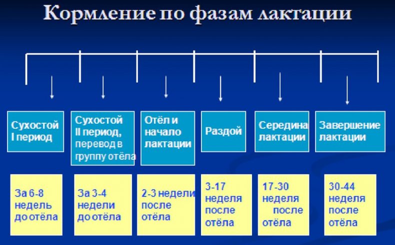 Кормления коров по фазам лактации