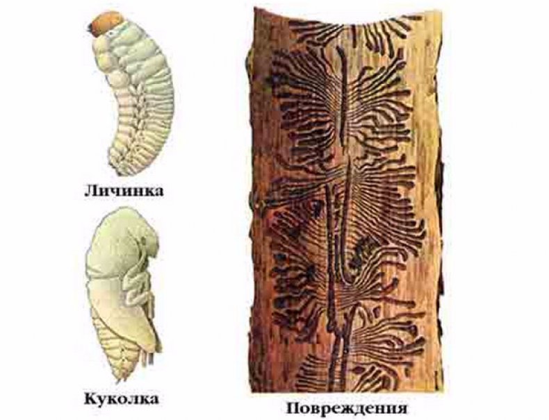 Личинка короеда