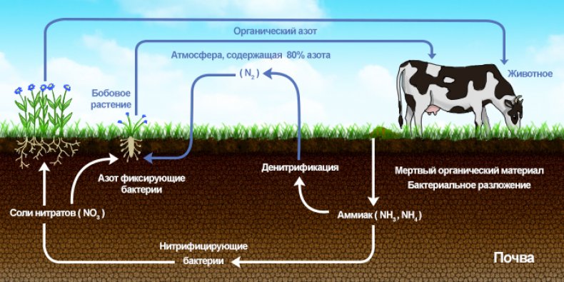 Круговорот азота в природе