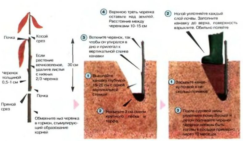 Размножение черенками