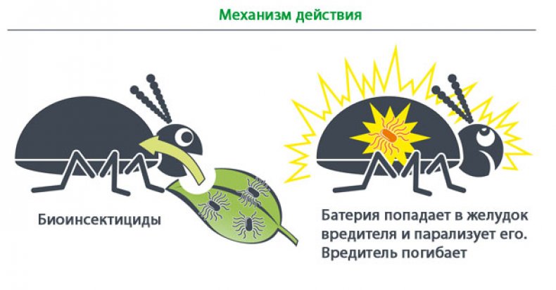 Механизм действия препарата