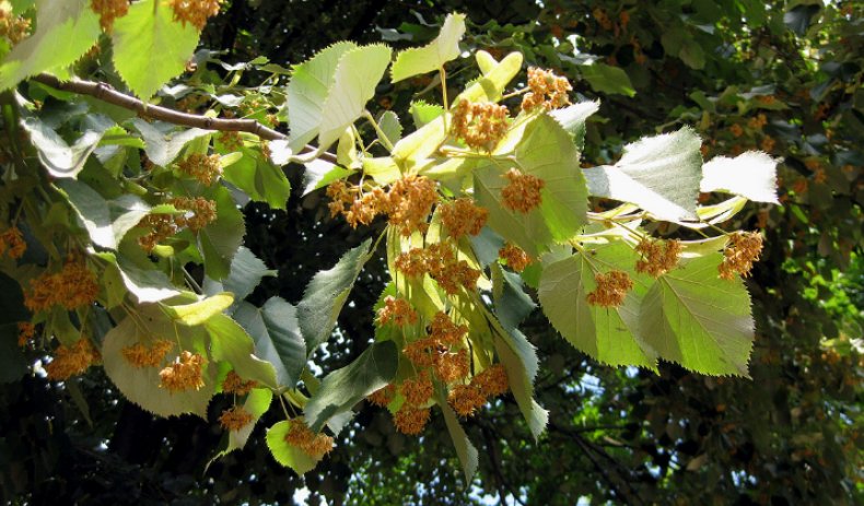 Липа маньчжурская (Tilia mandshurica)