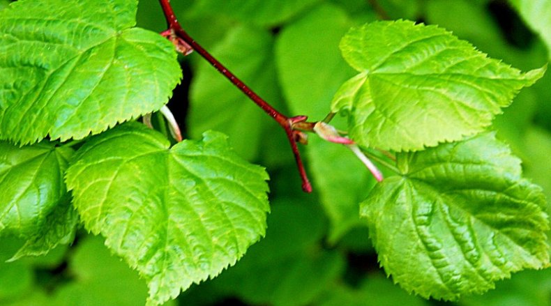 Липа сибирская (Tilia sibirica)