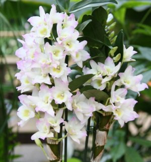 Dendrobium nobile