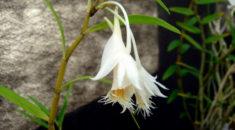 Dendrobium primulinum