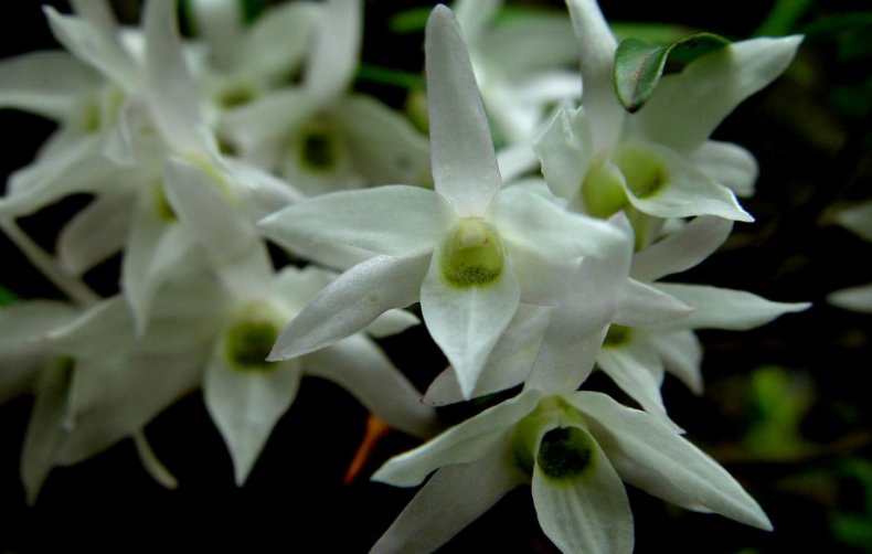 Dendrobium moniliforme