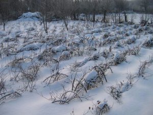 Зимовка ежемалины