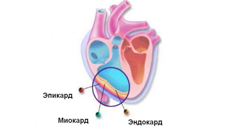 Слои стенки сердца