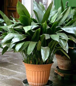 Aspidistra elatior