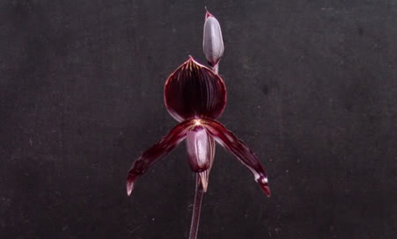 Paphiopedilum de Nachtwacht