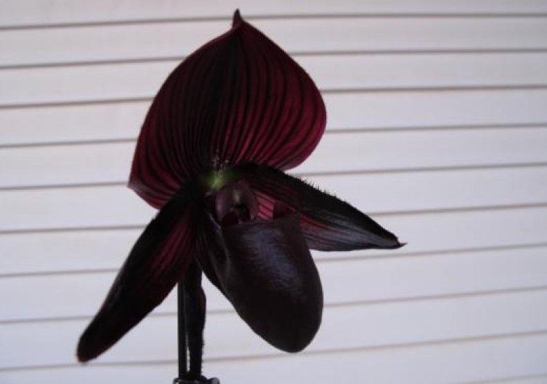 Paphiopedilum Pisgah Midnight