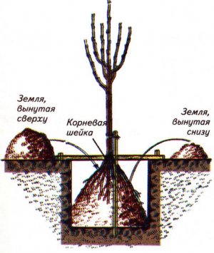 Схема посадки