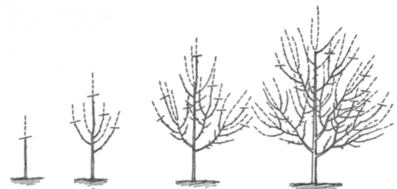 Схема обрезки яблони