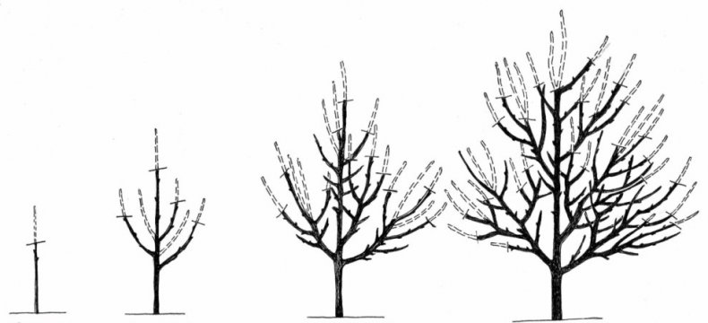 Схема обрезки абрикоса
