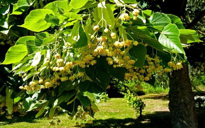 Липа на солнечном участке