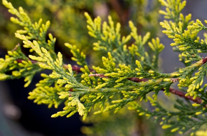 Cupressocyparis Leylandii Castlewellan Gold