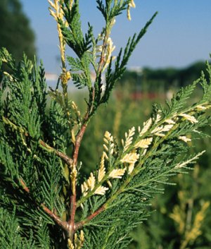 Cupressocyparis Leylandii Variegatus