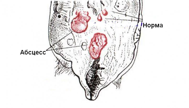 Абсцесс вымени