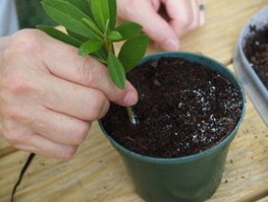 Размножение черенками