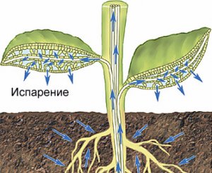 Транспирация