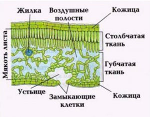 Внутреннее строение листа