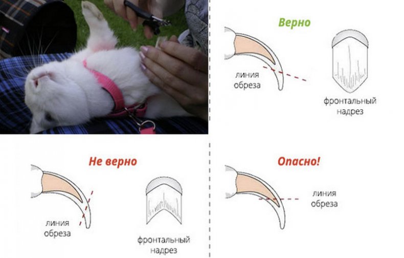 Правильно и неправильно проведенная процедура стрижки когтей