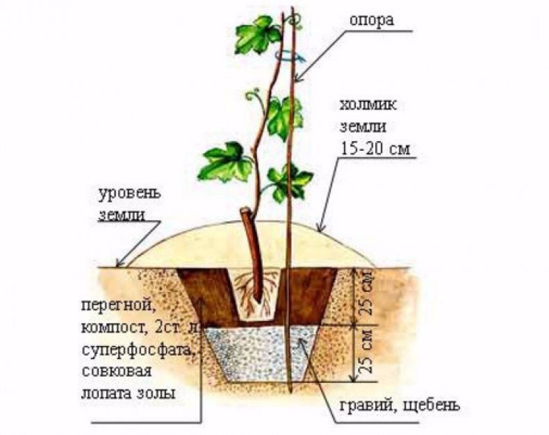 Посадка винограда