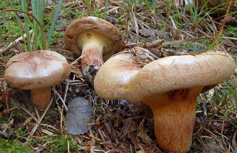 Свинушки Paxillus obscurisporus