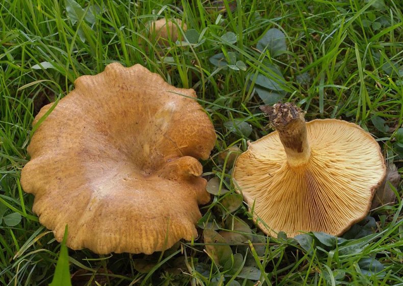 Свинушка Paxillus rubicundulus