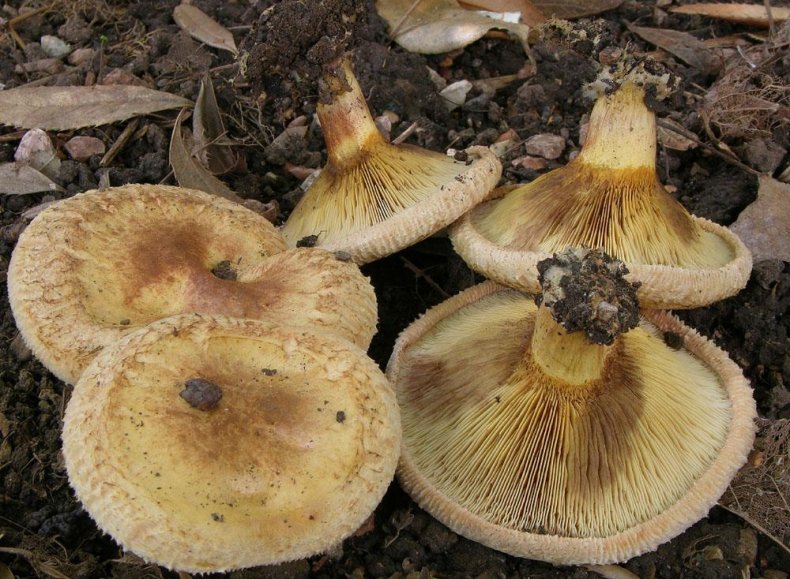 Свинушки Paxillus ammoniavirescens