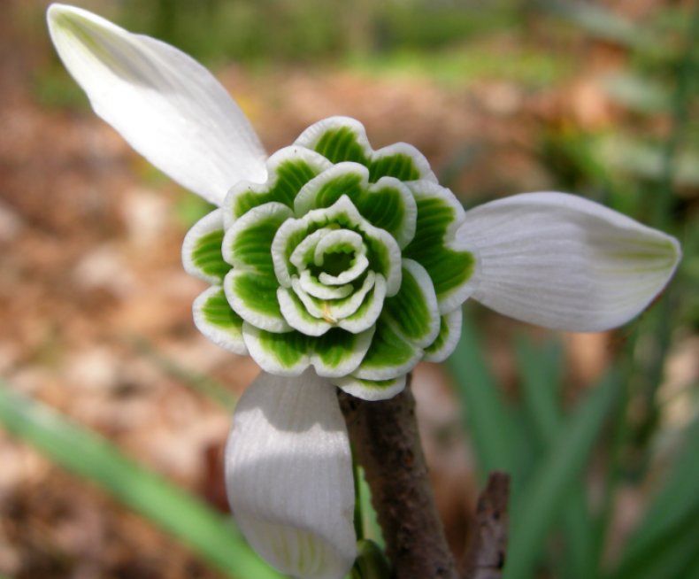 Galanthus byzantinus