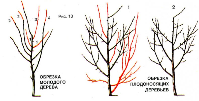 Обрезка