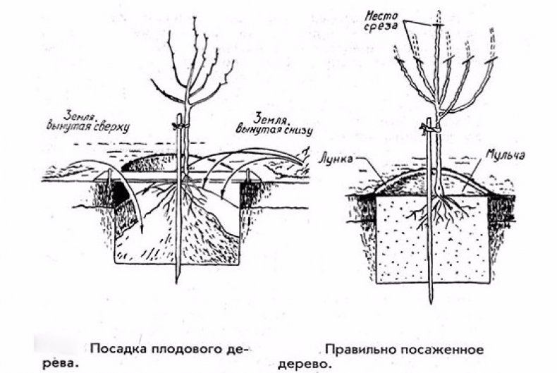 Посадка яблони