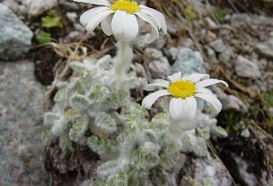 Pyrethrum leontopodium