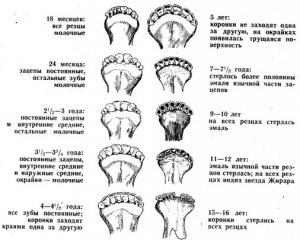 Определение возраста КРС по зубам