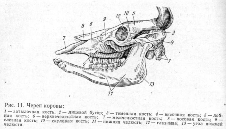 Череп коровы