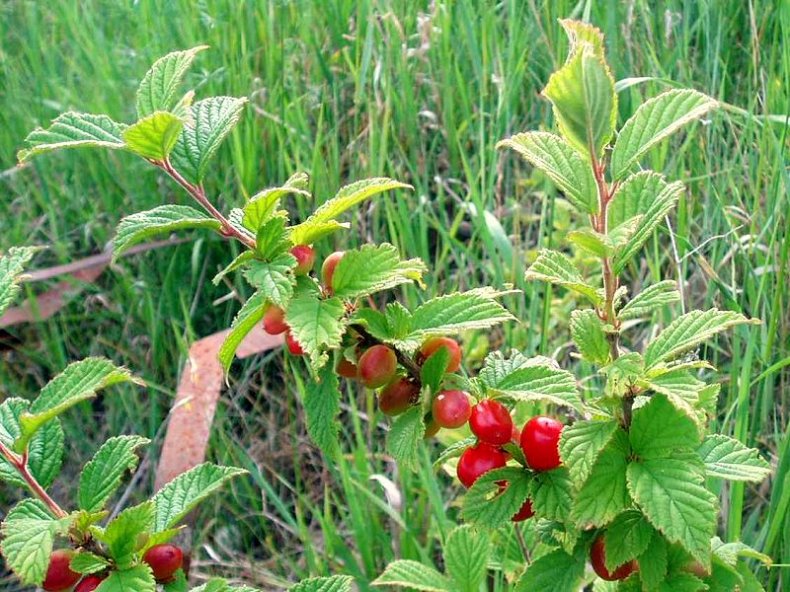 Амурка