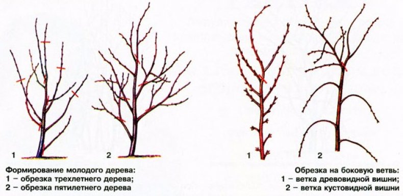 Формировка кроны