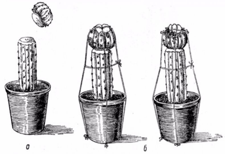 Прививка кактусов